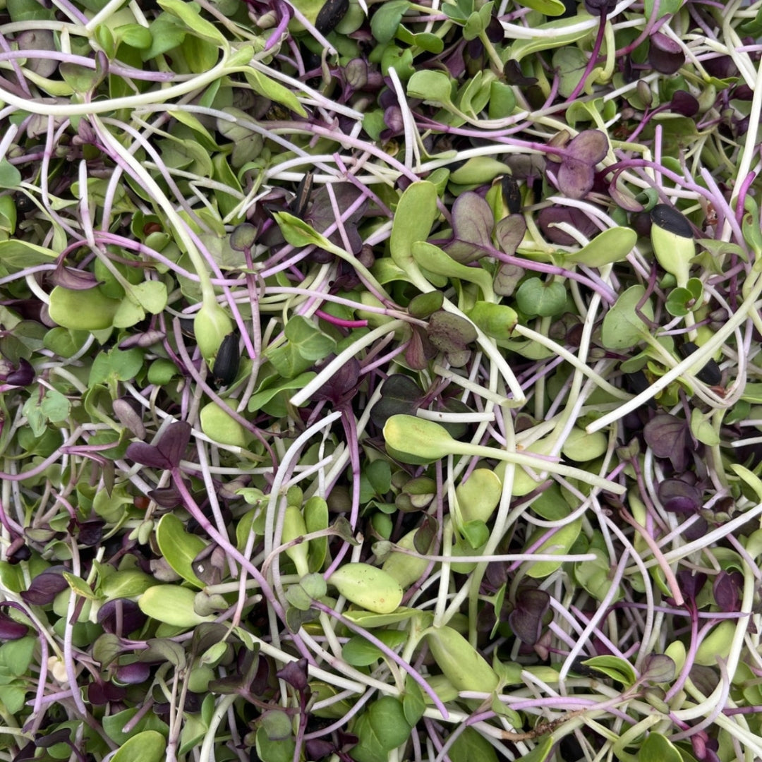 Microgreens 🌱🌸